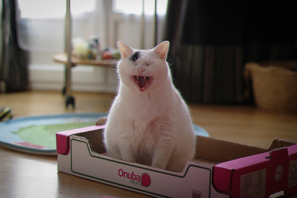 静默的指挥官，罗德里如何用三记触球谱写意甲的永恒乐章