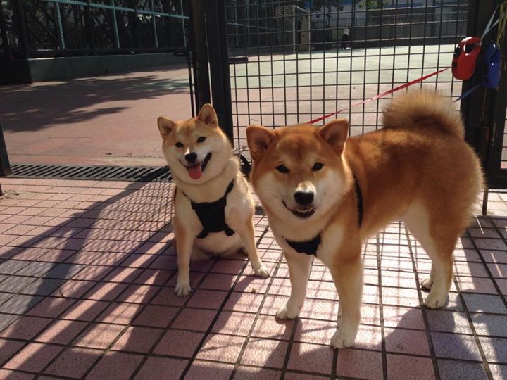 铁幕之下困兽怒放，当团队窒息锁链勒紧锡安核爆数据