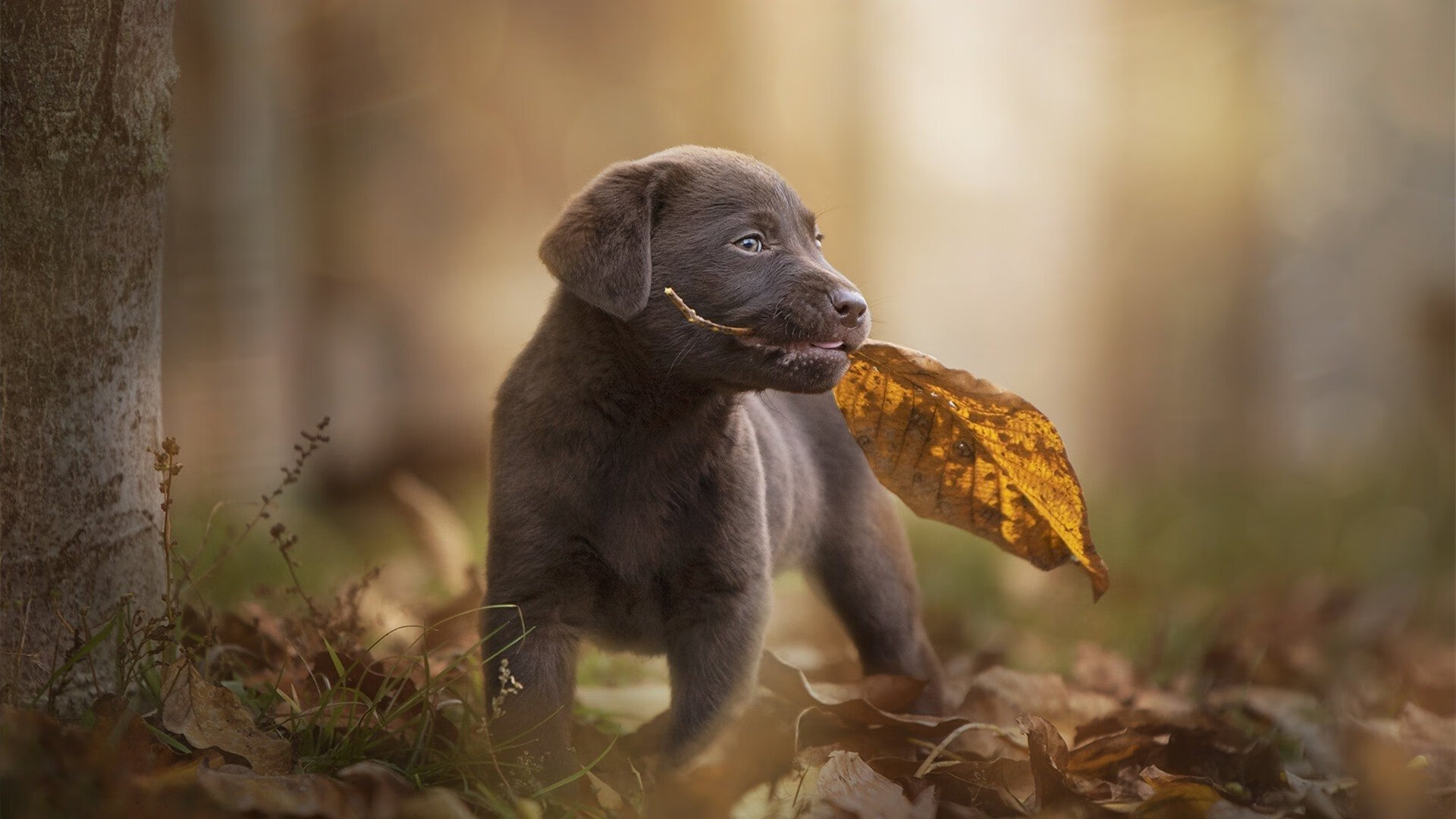 雷火电竞入驻-绿茵棋局，当久保建英在防守端织网，伊拉克与尼斯的对决被重新定义