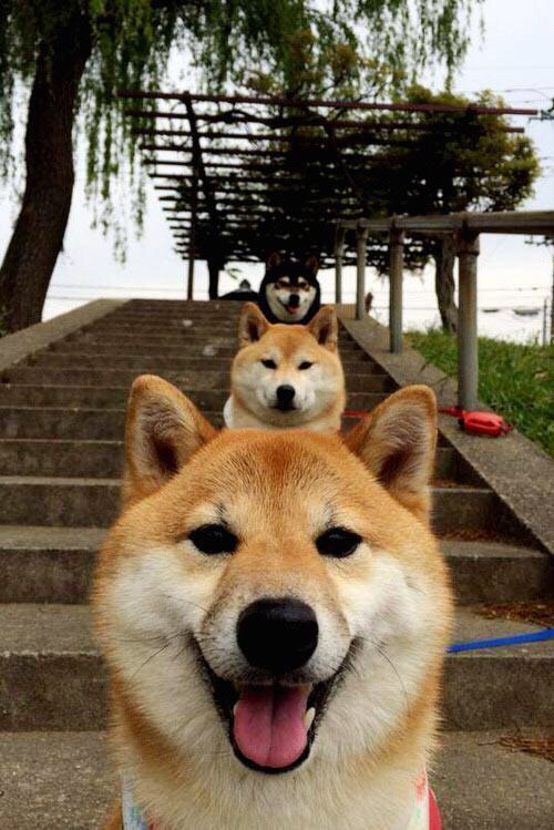 唯一性的双重奏,马德里竞技的团队征服与迪马利亚的个人传奇