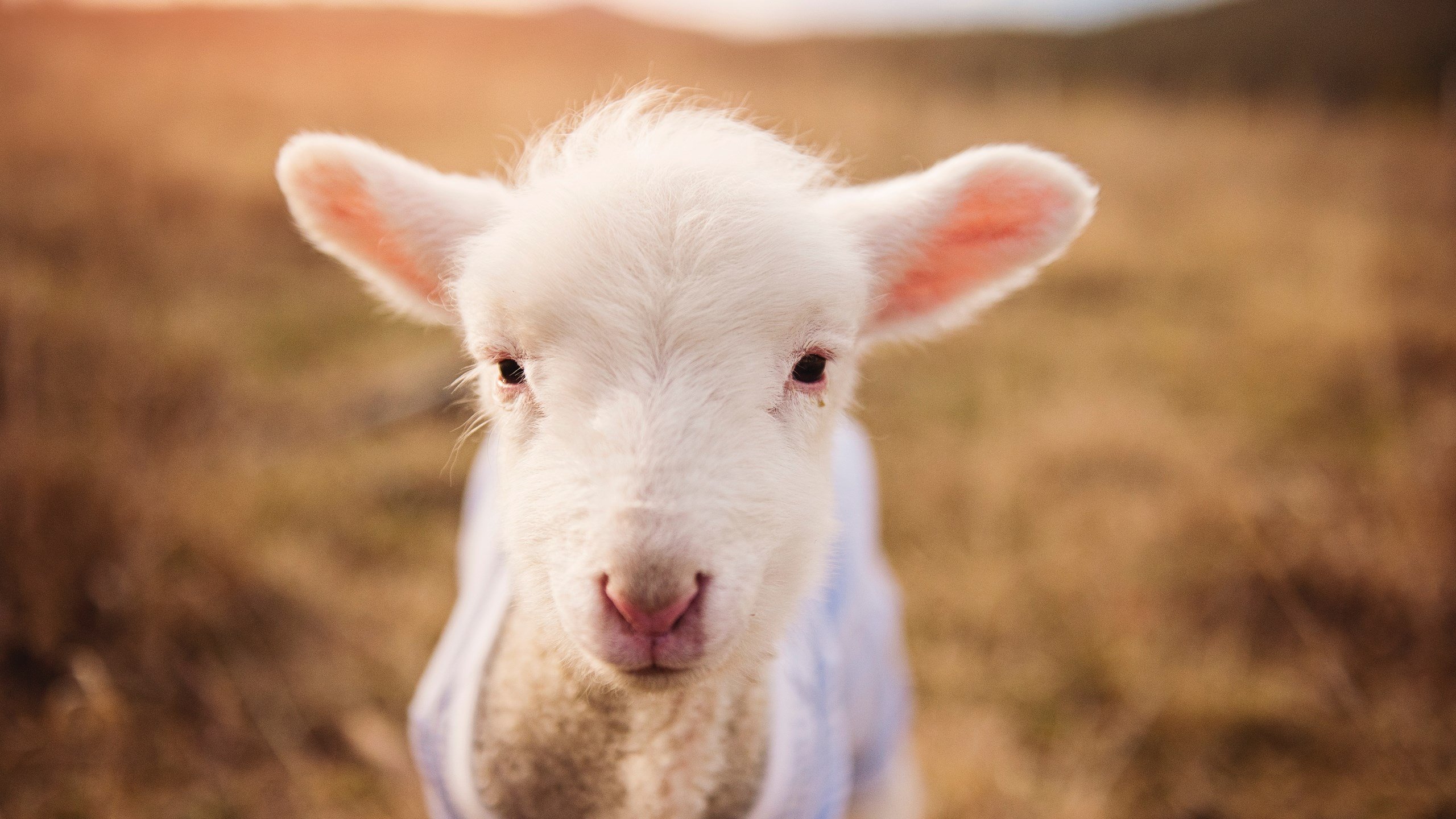 英格兰金靴失色之夜，蓝黑新王加冕时—多特蒙德的铁血与劳塔罗的冠军之心