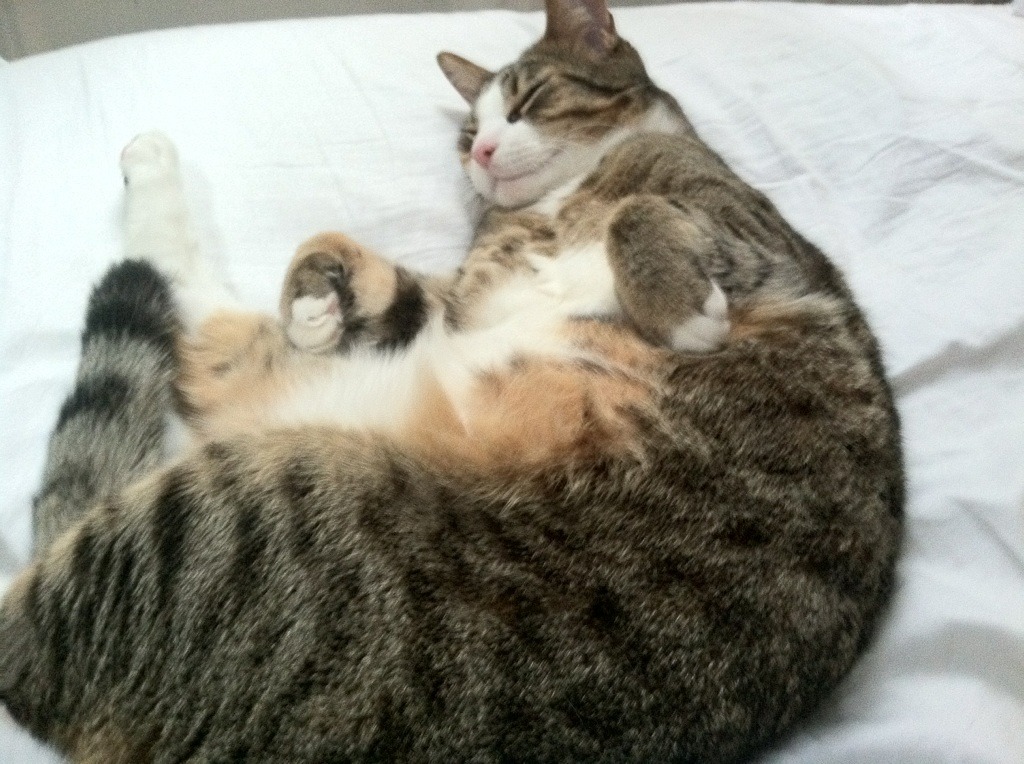 轰塌文班亚马最后防线！贝恩让瓦塞尔末节22分沦为绝命悲歌