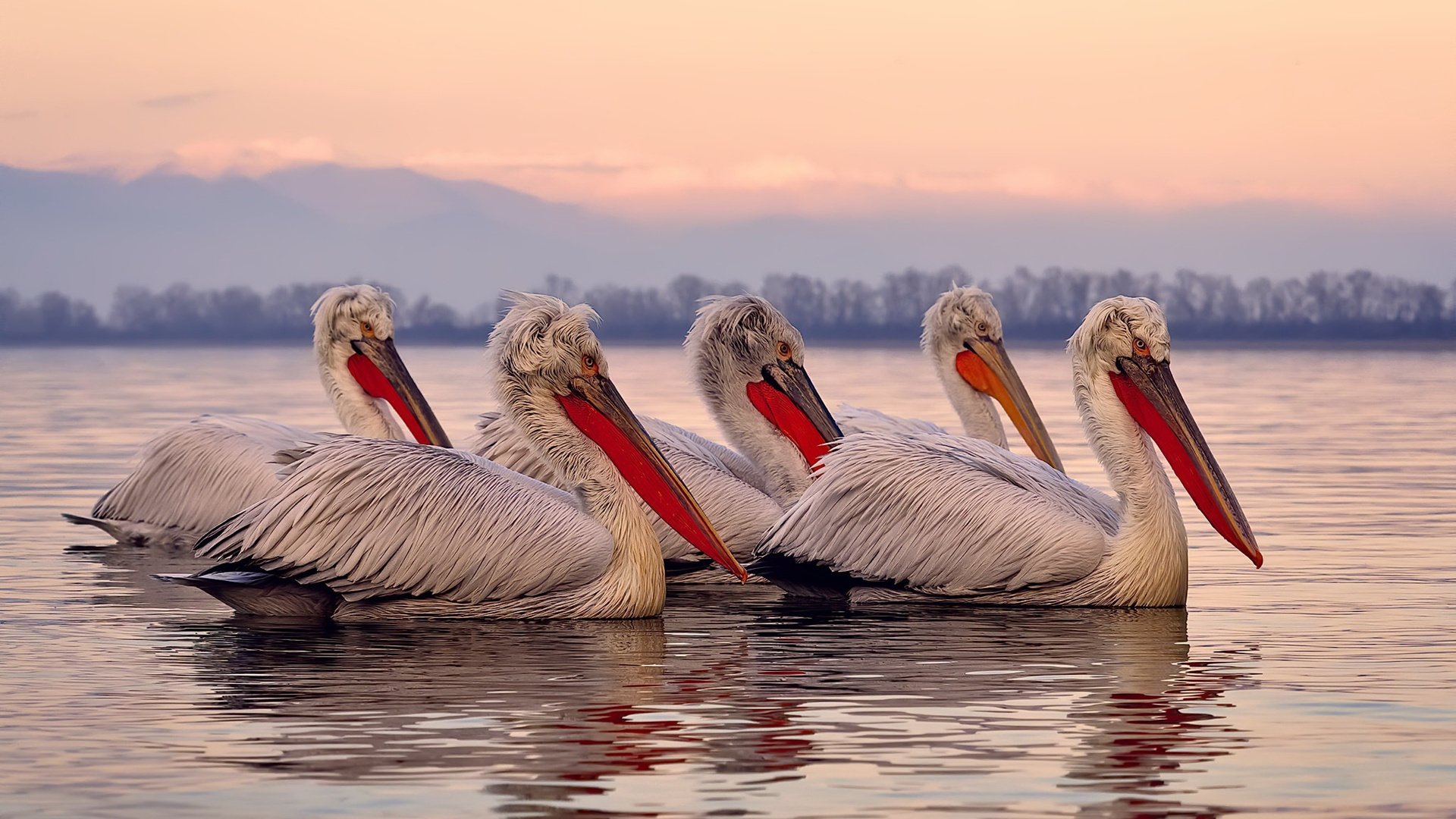 空战霸主，当老鹰撞上雄鹿，戈贝尔证明舞台越大他越坚硬如铁