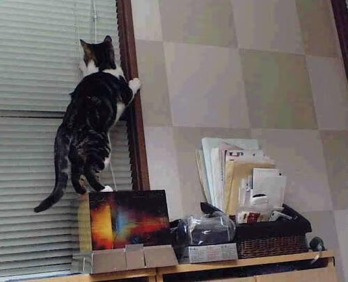 雷火电竞亚洲先驱-穹顶之下，唯有月光，哈兰德以一己之力重绘世界排名版图