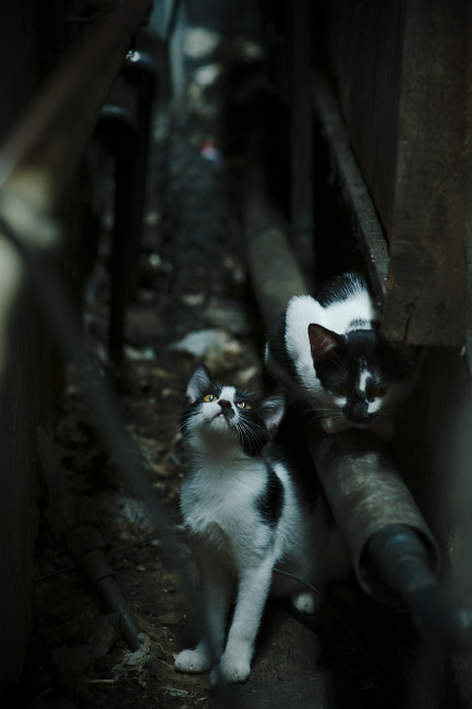 从金字塔到绿茵场，凯塞多如何以埃及式统治力在欧冠半决赛击溃澳大利亚式冲击